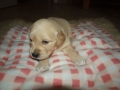 Dual Golden Retriever