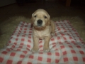 Dual Golden Retriever