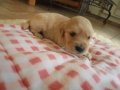 Dual Golden Retriever