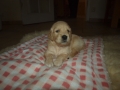 Dual Golden Retriever