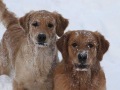 GMS-Queby-Heidi-Krenkl-5
