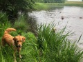 GMS-Queby-dual-golden-retriever-1
