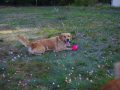 dual-golden-retriever-GmS-Queby-10-scaled