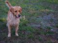 dual-golden-retriever-GmS-Queby-8-scaled