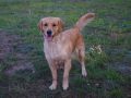 dual-golden-retriever-GmS-Queby-9-scaled