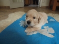Dual Golden Retriever