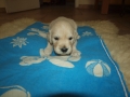 Dual Golden Retriever