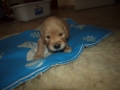 Dual Golden Retriever