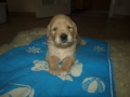 Dual Golden Retriever