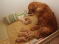 Dual-Golden-Retriever