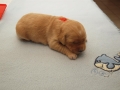Dual-Golden-Retriever Rüde