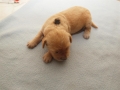 Dual-Golden-Retriever Rüde