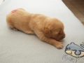 Dual-Golden-Retriever Hündin