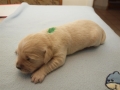 Dual-Golden-Retriever Rüde