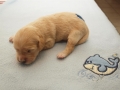 Dual-Golden-Retriever Hündin