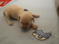 Dual-Golden-Retriever Rüde