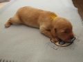 Dual-Golden-Retriever Rüde