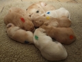Dual-Golden-Retriever