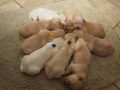 Dual-Golden-Retriever