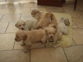 Dual-Golden-Retriever