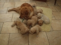 Dual-Golden-Retriever