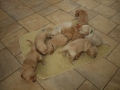Dual-Golden-Retriever