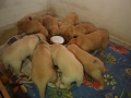 Dual-Golden-Retriever