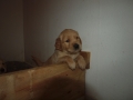 Dual-Golden-Retriever