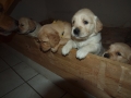 Dual-Golden-Retriever