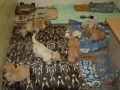 Dual-Golden-Retriever