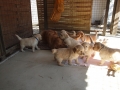 Dual-Golden-Retriever
