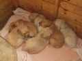 Dual-Golden-Retriever
