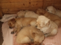 Dual-Golden-Retriever