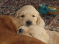 Dual-Golden-Retriever