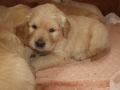 Dual-Golden-Retriever