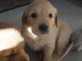 Dual-Golden-Retriever