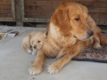 Dual-Golden-Retriever