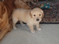 Dual-Golden-Retriever