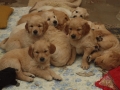 Dual-Golden-Retriever