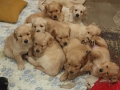 Dual-Golden-Retriever