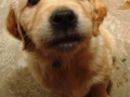Dual-Golden-Retriever