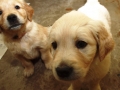 Dual-Golden-Retriever