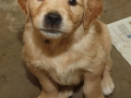 Dual-Golden-Retriever