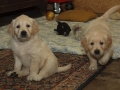 Dual-Golden-Retriever