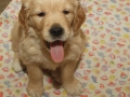 Dual-Golden-Retriever