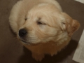 Dual-Golden-Retriever