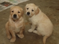 Dual-Golden-Retriever