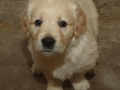 Dual-Golden-Retriever