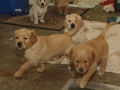 Dual-Golden-Retriever