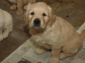 Dual-Golden-Retriever